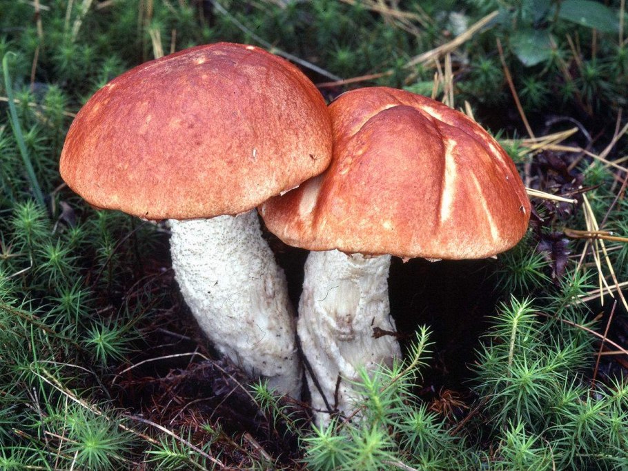 Сатанинский гриб