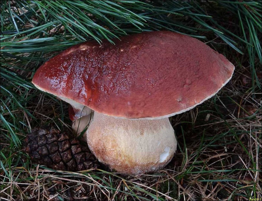 Boletus pulcherrimus