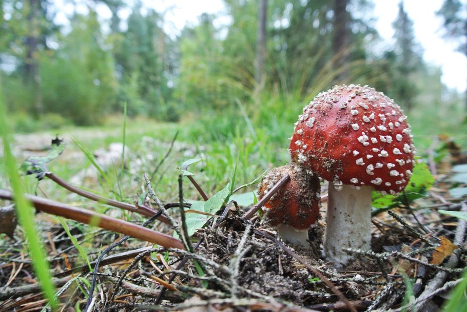 Красный гриб на камфорном дереве