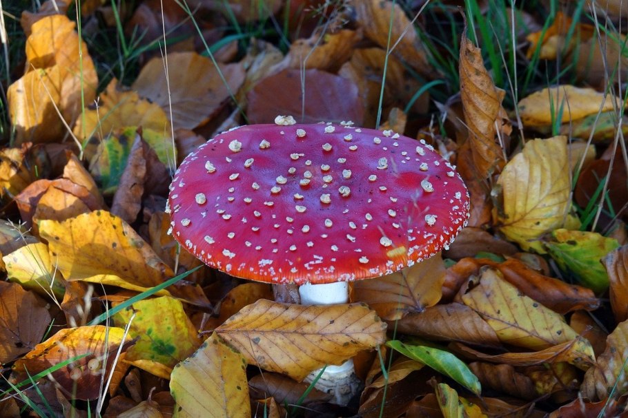 Белый гриб 5071