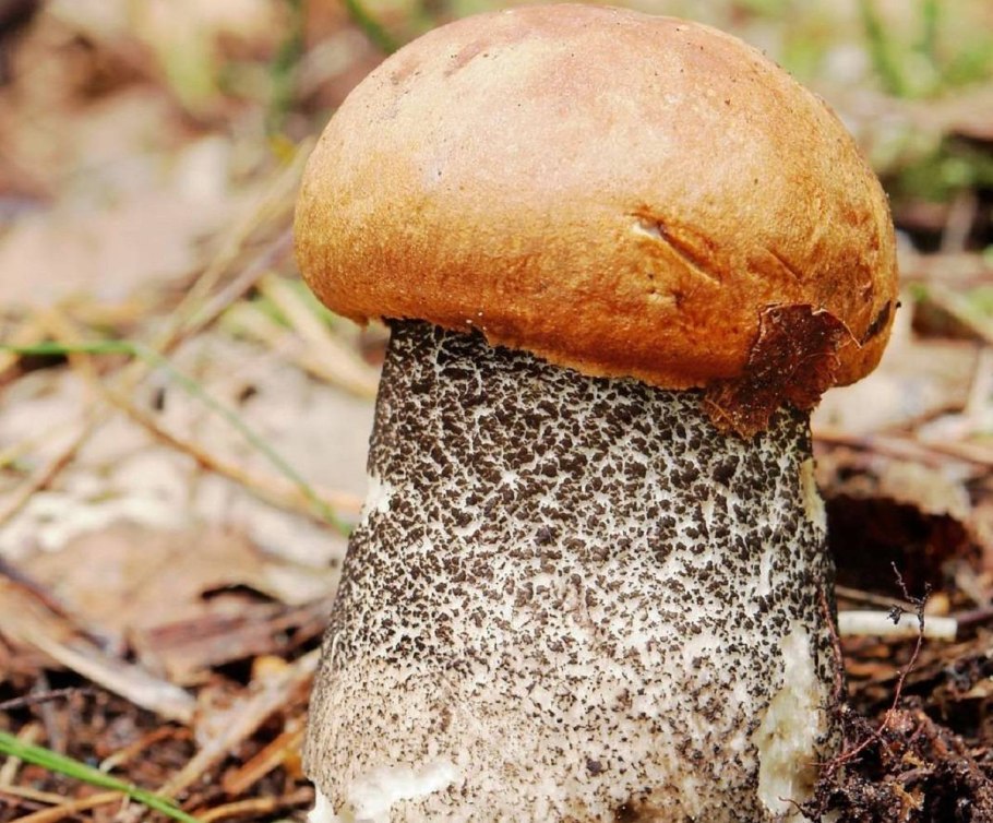 Подосиновик красный