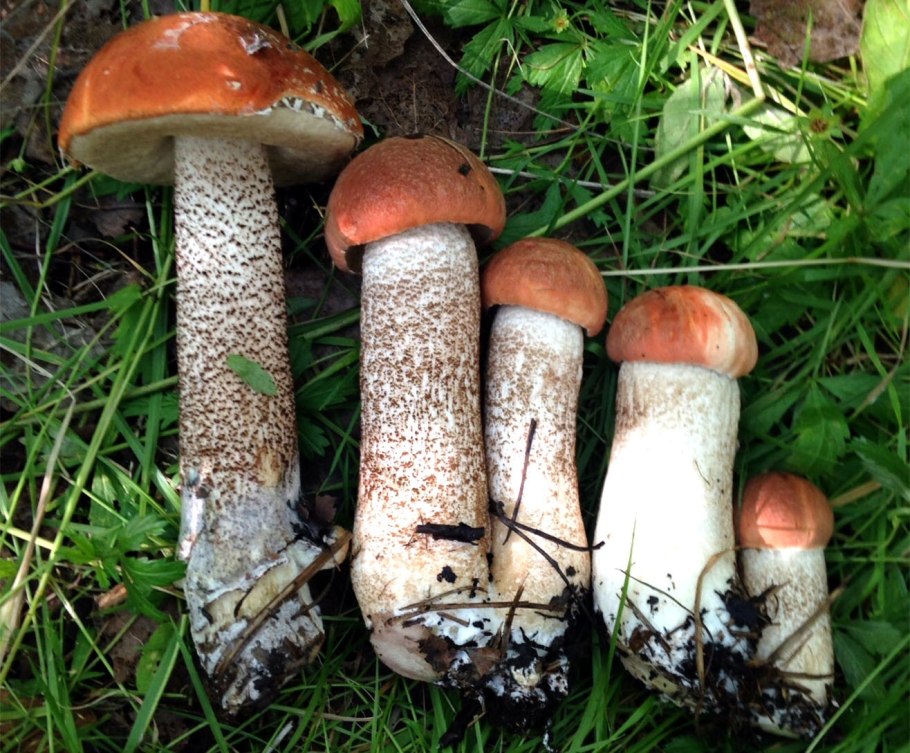 Боровик несъедобный Boletus calopus