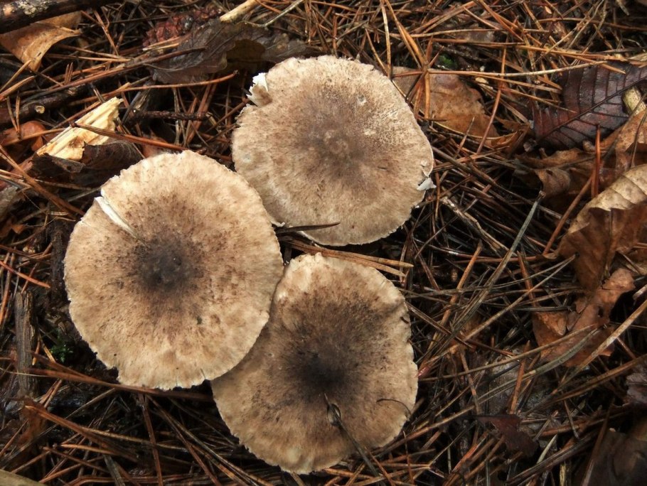 Рядовка землистая Tricholoma terreum