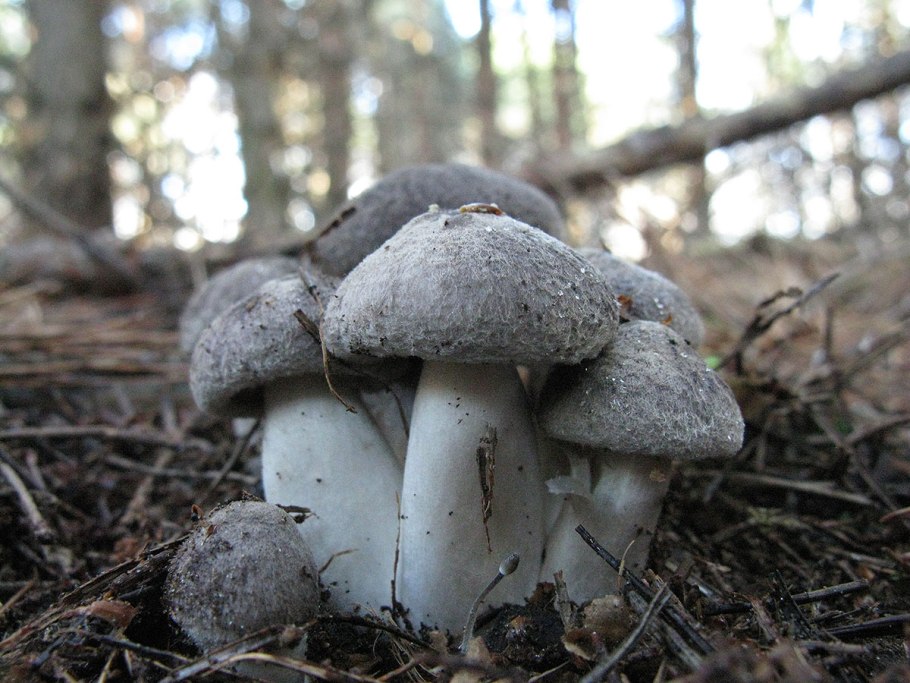 Тефроцибе вонючая