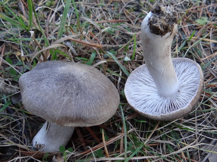 Рядовка серая Tricholoma portentosum.
