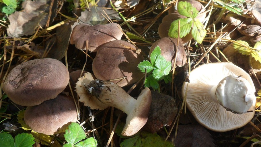 Рядовка опоясанная Tricholoma cingulatum