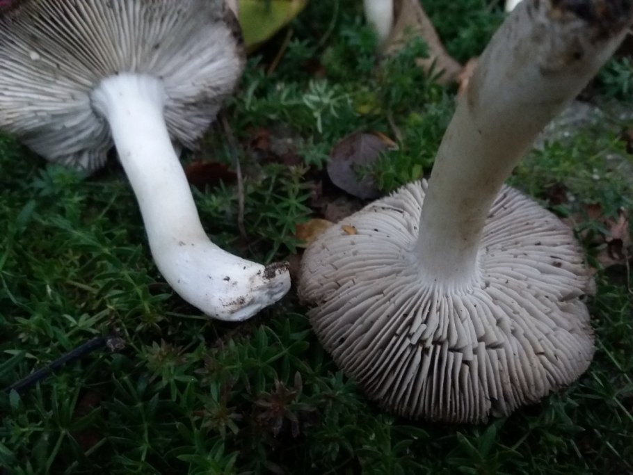 Рядовка землистая Tricholoma terreum