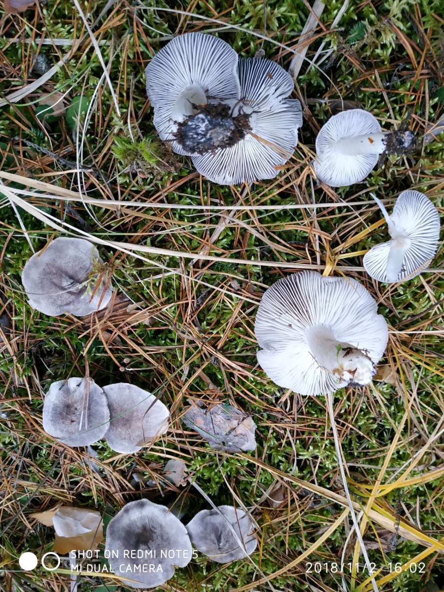 Рядовку землисто-серую (Tricholoma terreum)