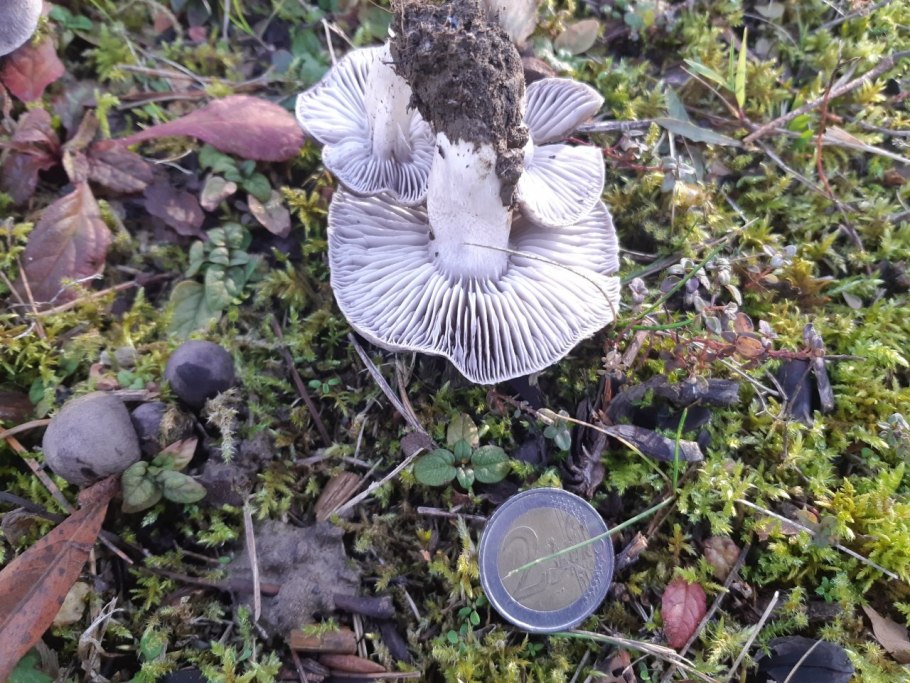 Рядовка землистая Tricholoma terreum
