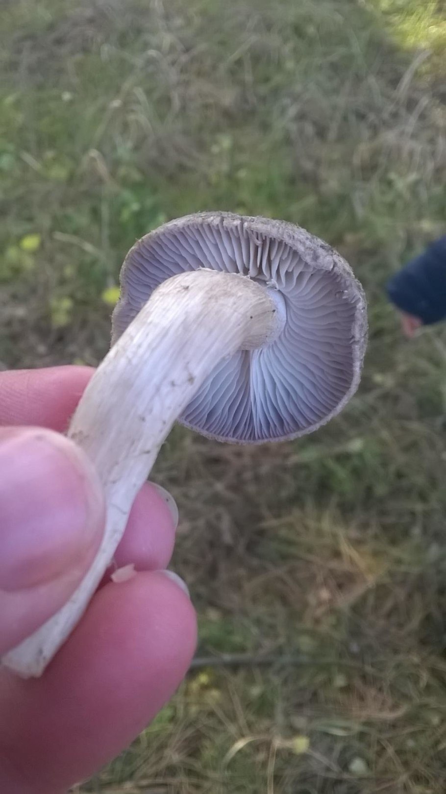 Грибы луговые рядовки