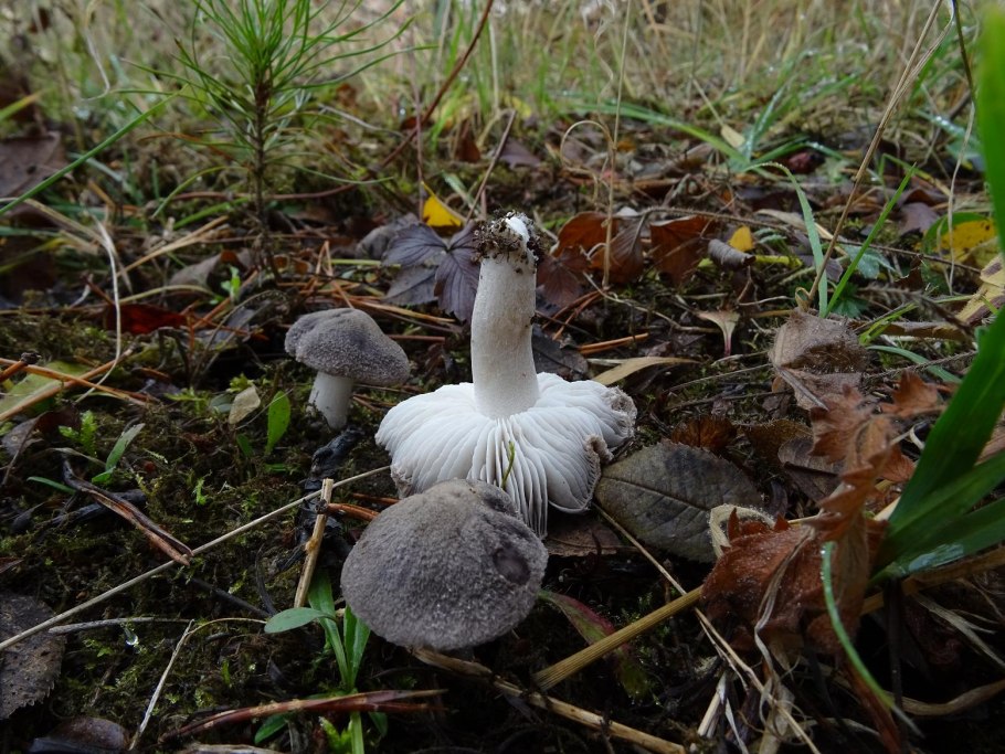 Рядовки серушки