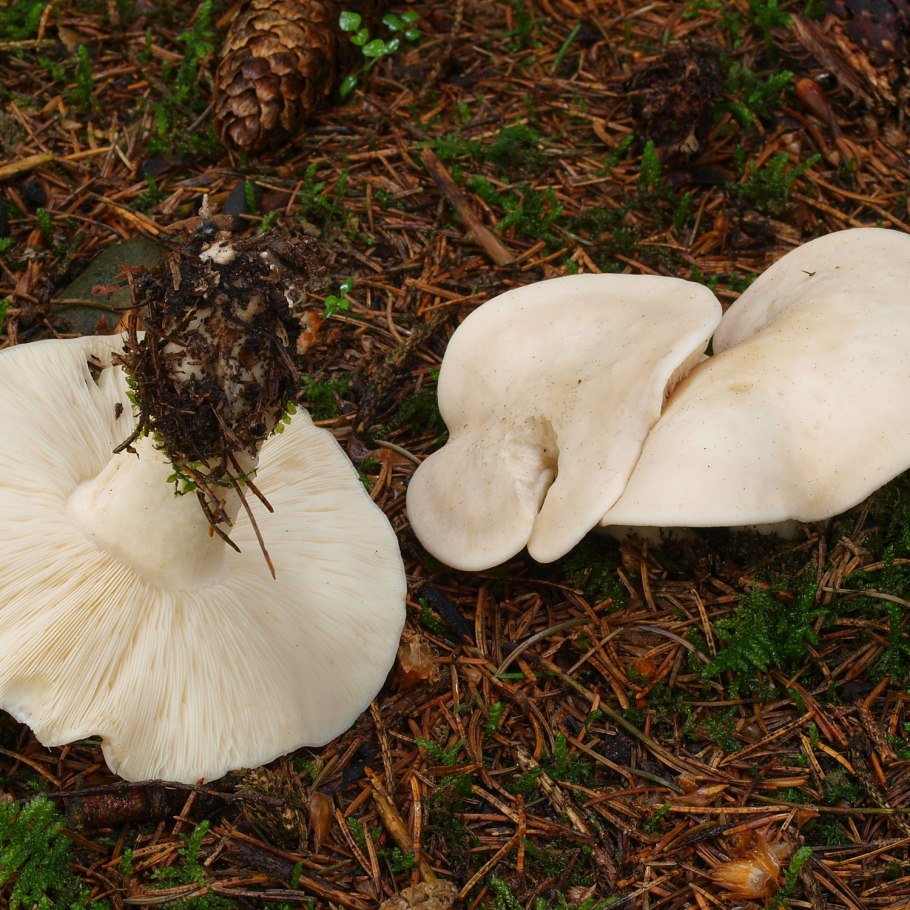 Майский гриб calocybe gambosa