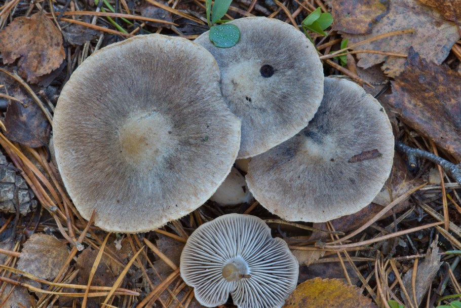 Рядовку землисто-серую (Tricholoma terreum)