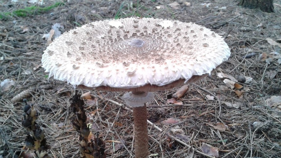 Гриб зонтик Луговой