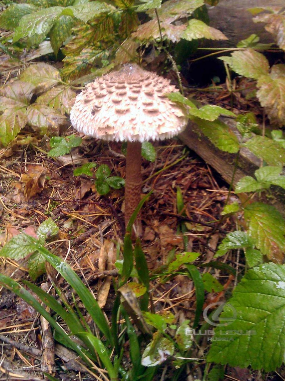 Крымский гриб зонтик