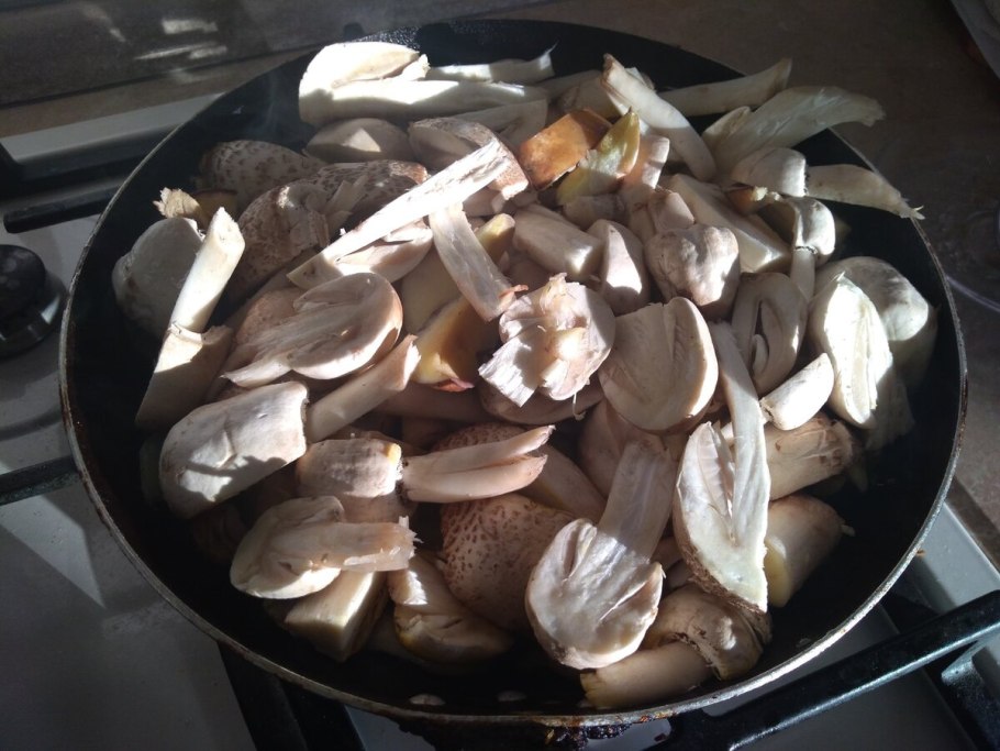 Гриб зонтик и бледная поганка