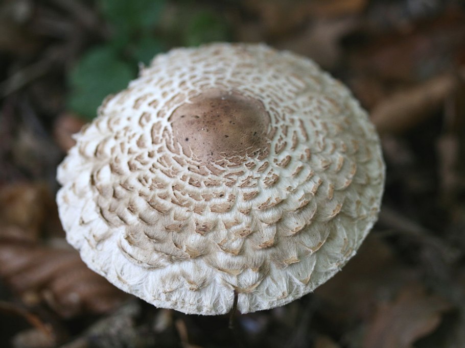 Гриб-зонтик девичий Leucoagaricus puellaris