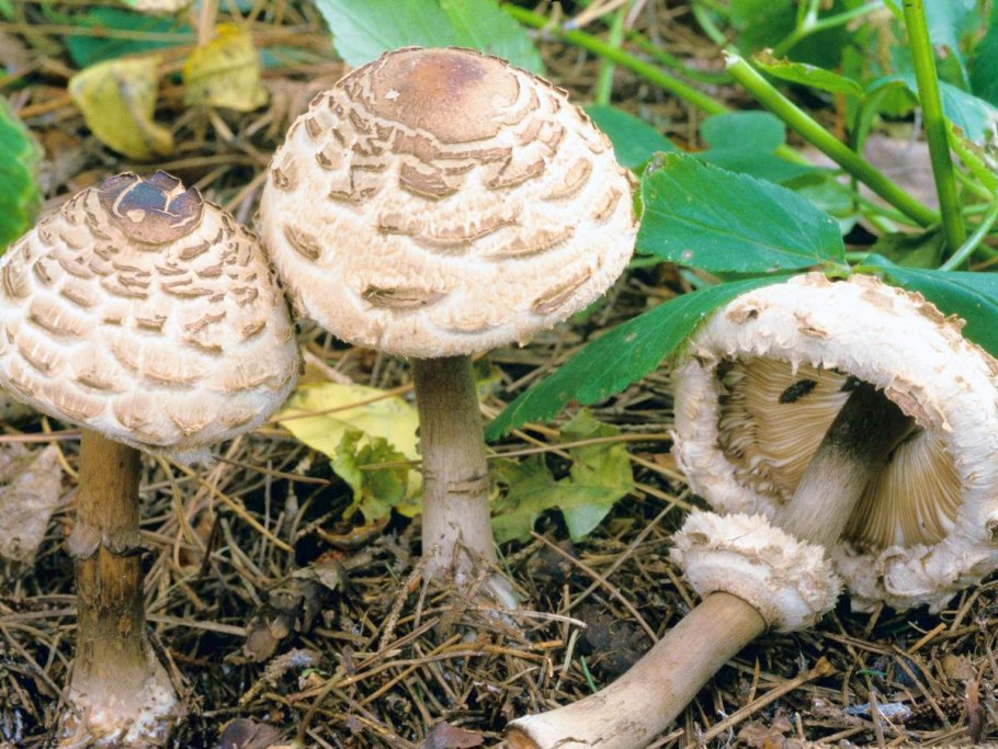 Гриб зонтик краснеющий chlorophyllum rhacodes