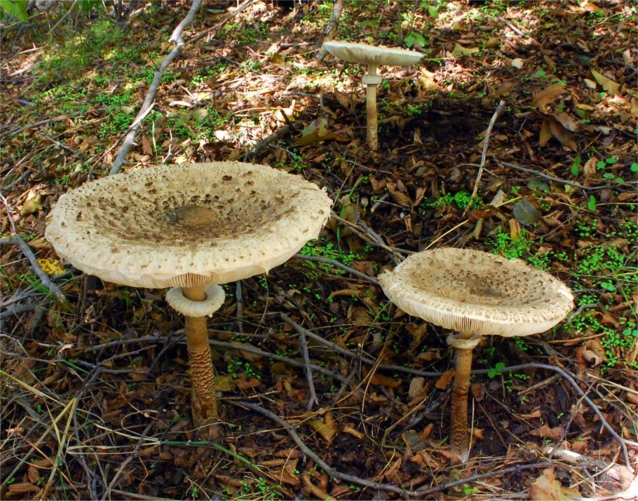 Гриб зонтик чешуйчатый