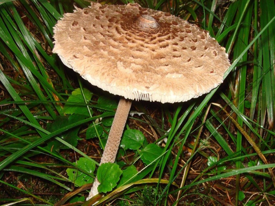 Грибы семейства шампиньоновых зонтики