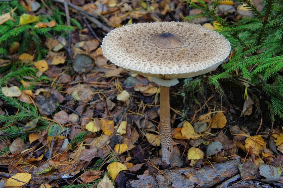 Macrolepiota excoriata