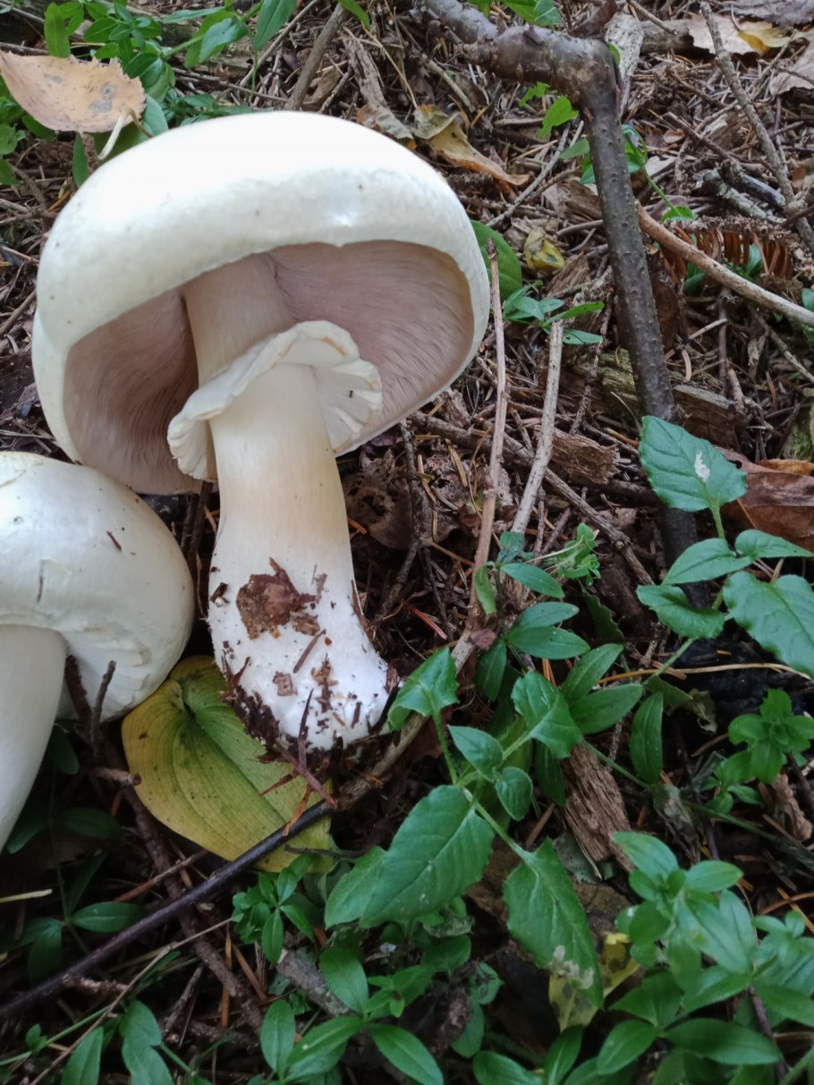 Подгруздок бело-чёрный Russula albonigra