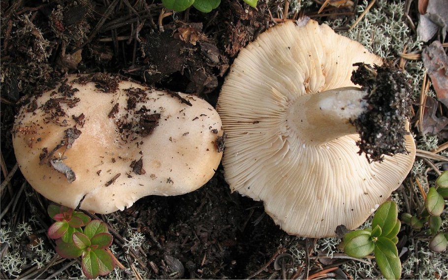 Lactarius lignyotus