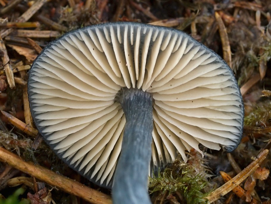Рядовку землисто-серую (Tricholoma terreum)