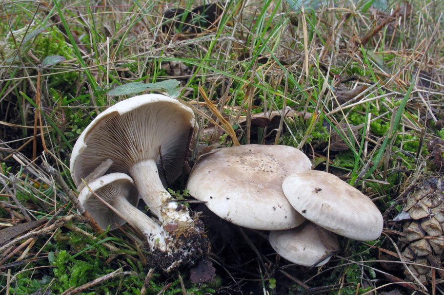 Ивишень (Clitopilus prunulus)