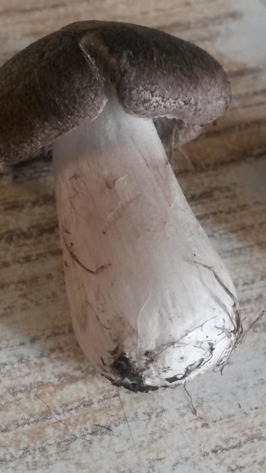 Ивишень гриб Clitopilus prunulus