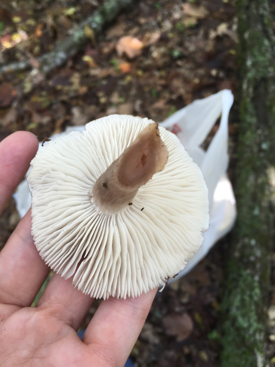 Белый пластинчатый гриб на толстой ножке
