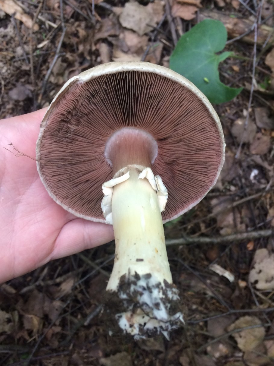 Паутинник Сосновый