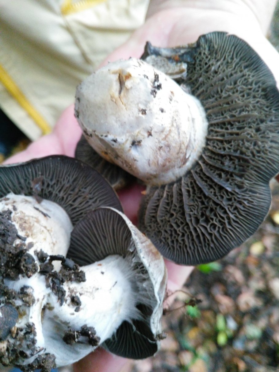 Пластинчатые грибы шампиньоны