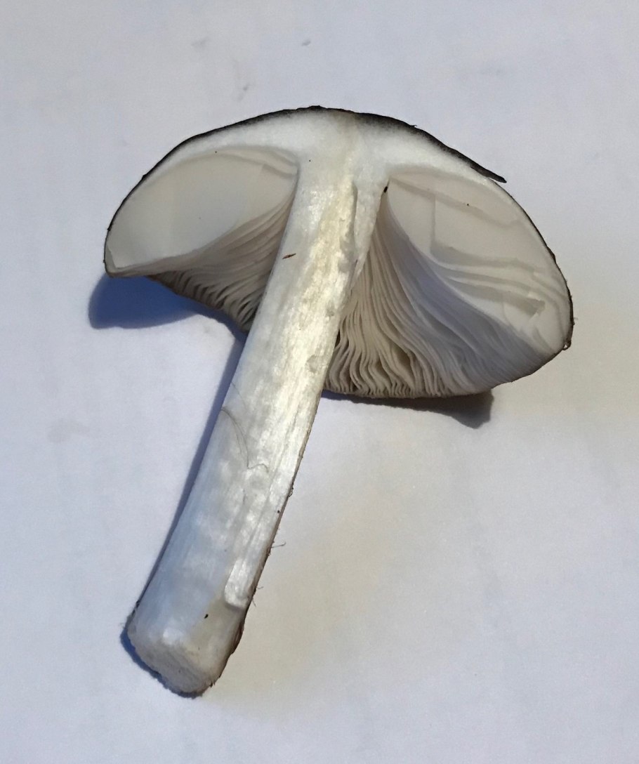 Паутинник пластинчатый