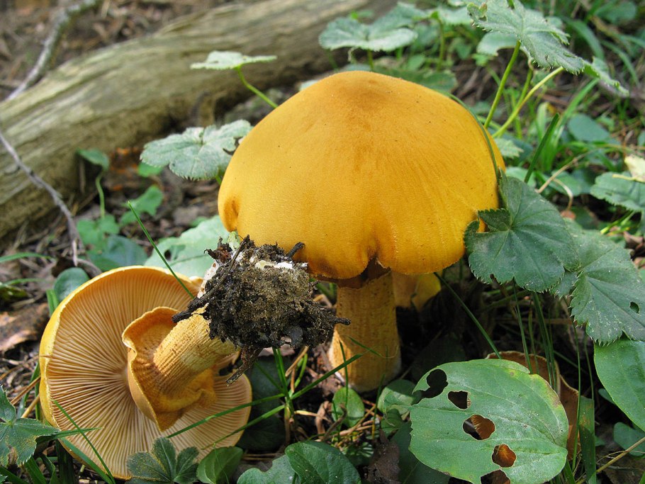 Желтые пластинчатые грибы с юбочкой