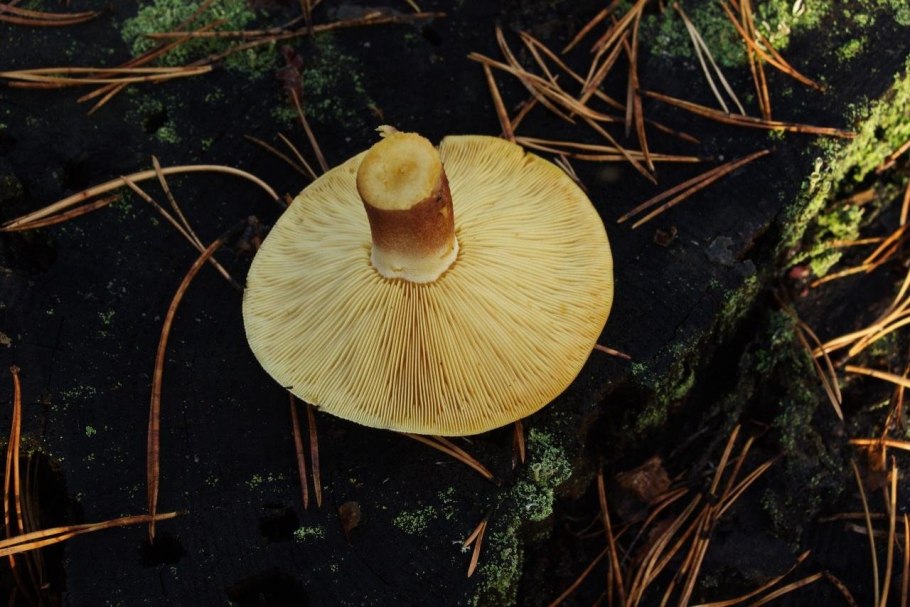 Hygrocybe chlorophana