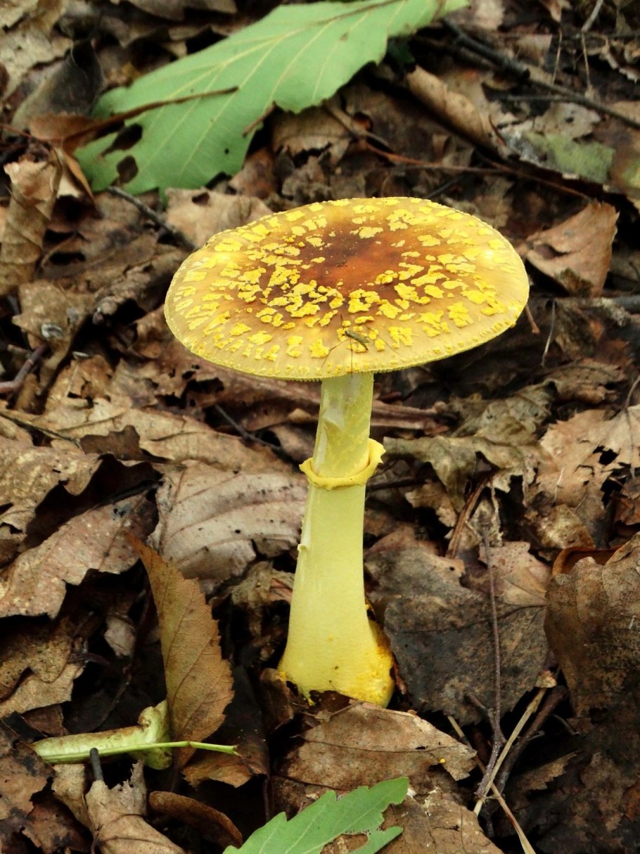 Жёлтые грибы поганки