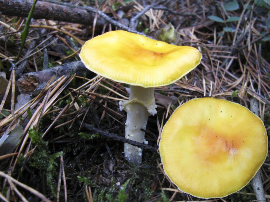 Желтые китайские грибы