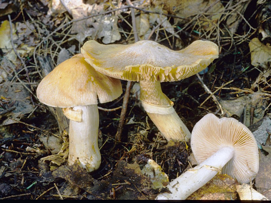 Чешуйчатка травяная Phaeolepiota Aurea