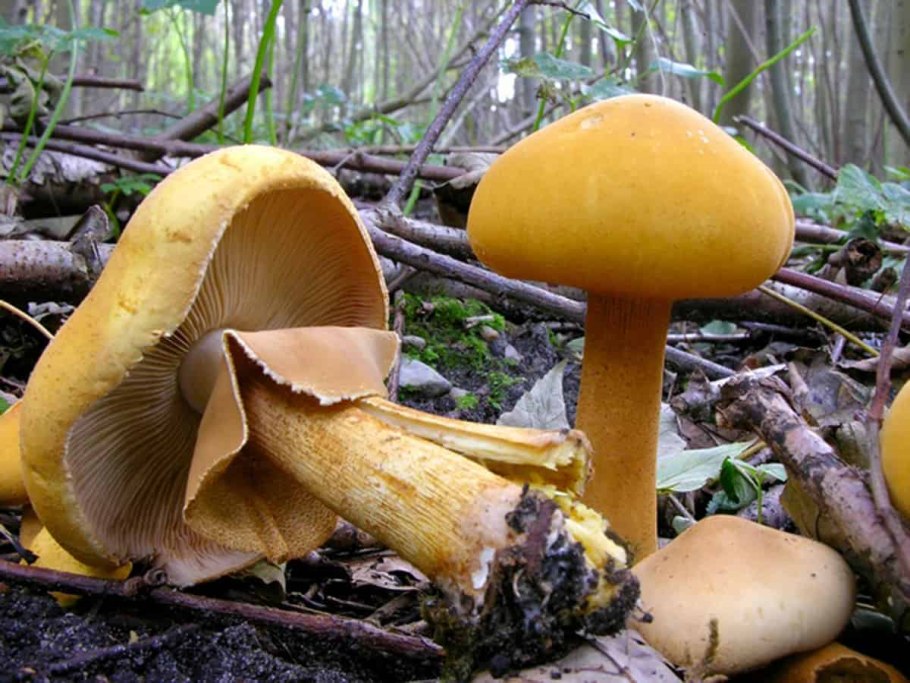 Масленок лиственничный Suillus grevillei