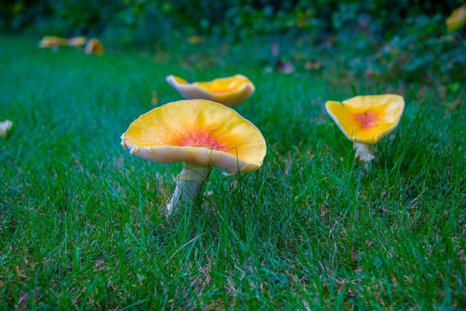 Аманита Цезария