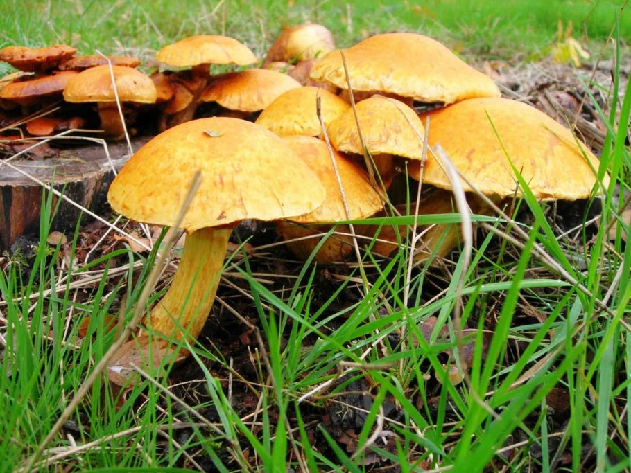Цезарский гриб Дальневосточный Amanita caesareoides