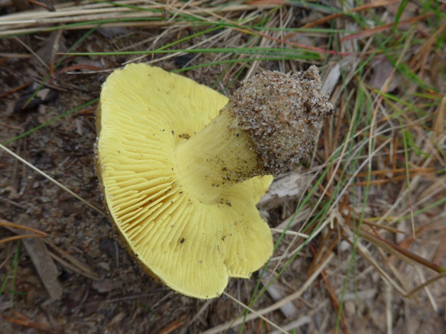 Зеленушка (tricholoma equestre)
