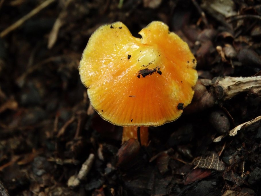 Гигроцибе остроконическая (hygrocybe