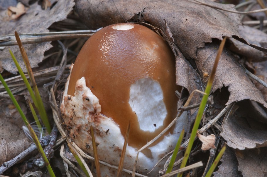 Съедобные грибы редкие