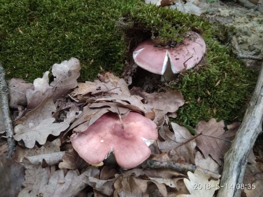 Грибы съедобные Кавказа грибы Северного Кавказа