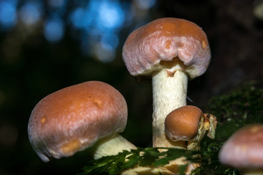 Agaricus impudicus гриб