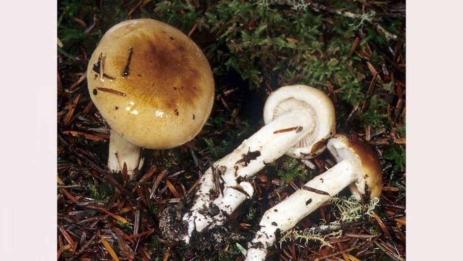 Гигрофор фиолетовый гриб