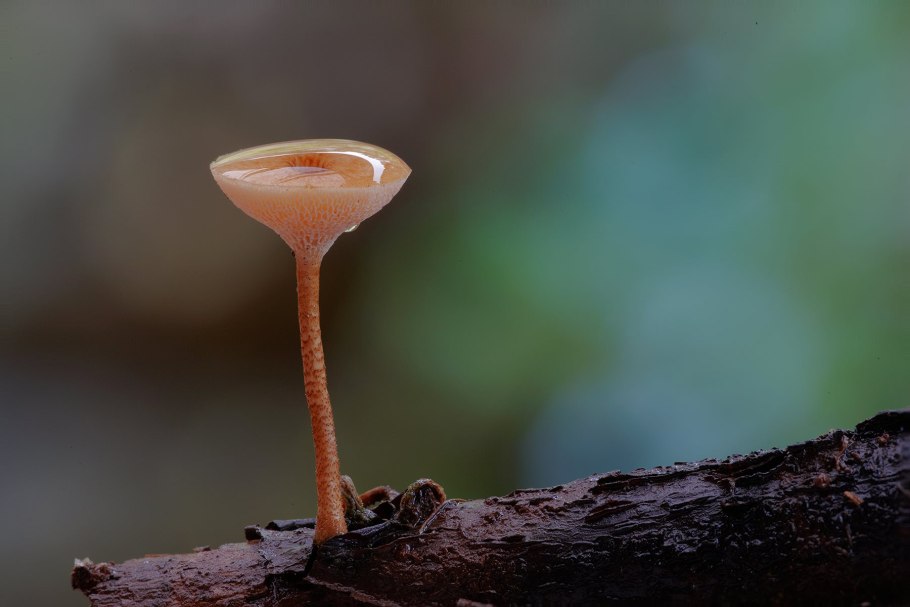 Некротрофные грибы