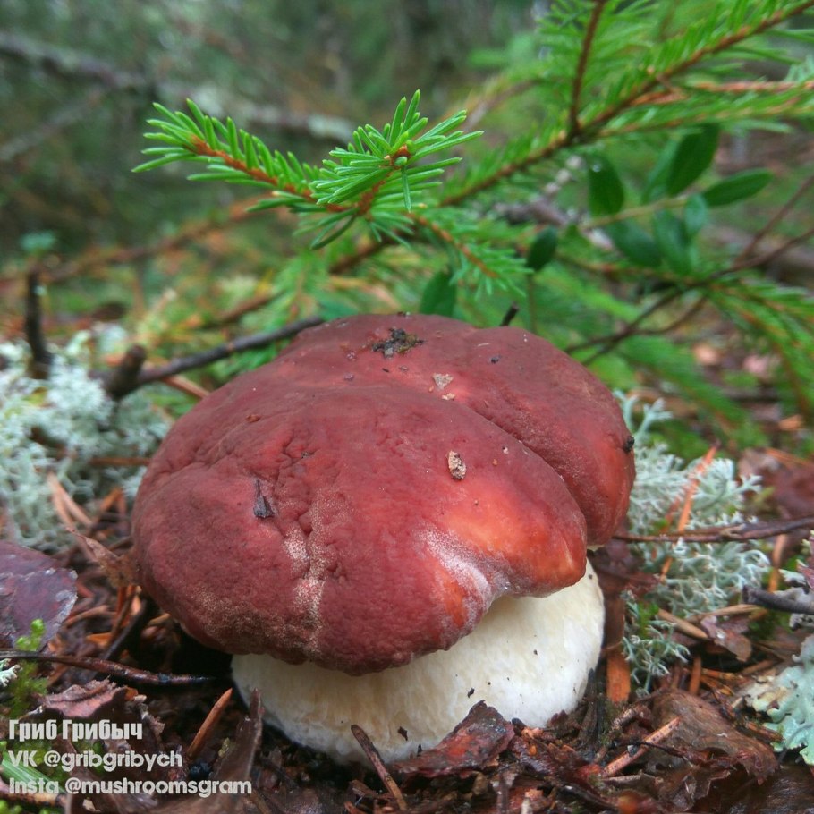 Гриб Грибыч